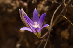 Brodiaea terrestris terrestris