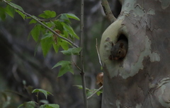 Sciurus nayaritensis