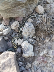 Thamnophis cyrtopsis cyrtopsis