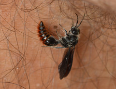 Pseudomethoca vanduzei