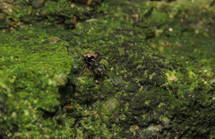 Dolichoderus bispinosus