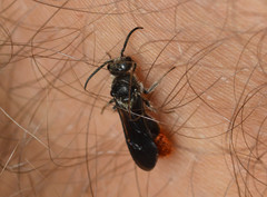 Pseudomethoca vanduzei