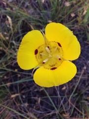 Calochortus luteus