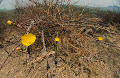Pereskiopsis diguetii