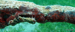 Mycale microsigmatosa