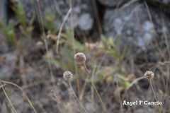 Armeria arenaria