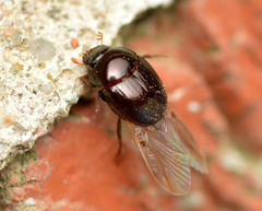 Pseudocanthon perplexus
