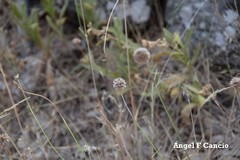 Armeria arenaria