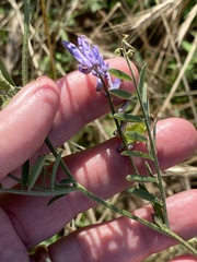 Vicia villosa villosa