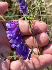Vicia villosa villosa