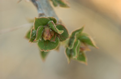 Pereskiopsis diguetii