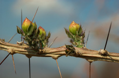 Pereskiopsis diguetii