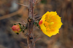 Pereskiopsis diguetii