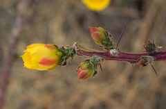 Pereskiopsis diguetii