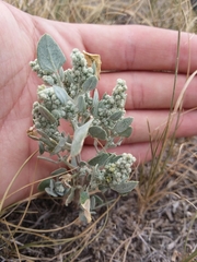 Chenopodium incanum