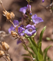 Penstemon goodrichii