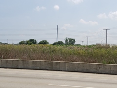 Phragmites australis