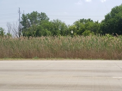 Phragmites australis