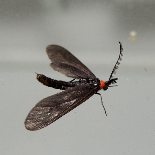 Grapeleaf Skeletonizer Moth