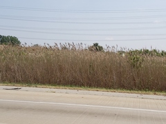 Phragmites australis
