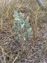 Chenopodium incanum