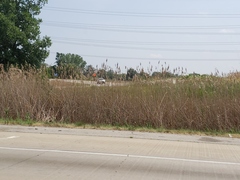 Phragmites australis