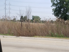 Phragmites australis