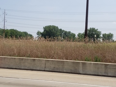 Phragmites australis