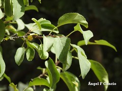 Pyrus bourgaeana