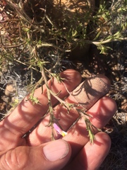 Cordylanthus parviflorus