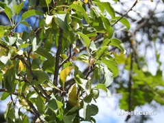 Pyrus bourgaeana