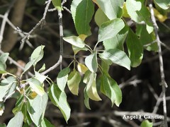 Pyrus bourgaeana