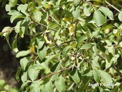 Pyrus bourgaeana