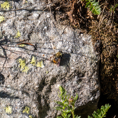 Sericomyia flagrans