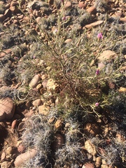 Cordylanthus parviflorus