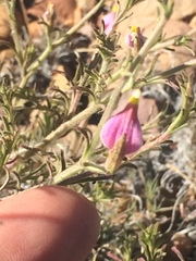 Cordylanthus parviflorus