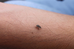 Eudiagogus rosenschoeldi