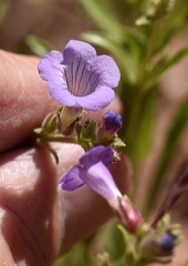 Penstemon goodrichii
