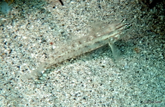 Coryphopterus dicrus