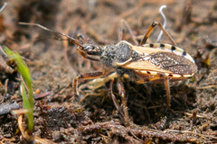 Rhynocoris ventralis