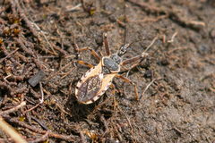 Rhynocoris ventralis