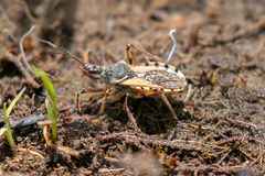 Rhynocoris ventralis