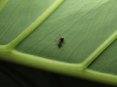 Dolichoderus bispinosus