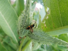 Oncopeltus fasciatus