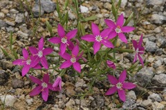 Zeltnera beyrichii