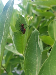 Tetraopes tetrophthalmus