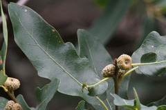 Quercus laceyi