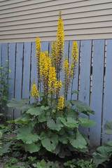 Ligularia stenocephala