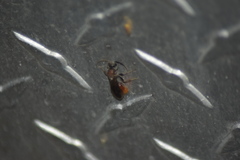 Sphaeropthalma imperialis