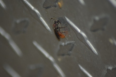 Sphaeropthalma imperialis